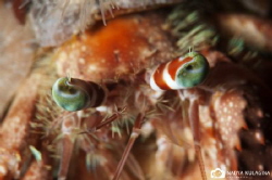 Eye to Eye by Nadya Kulagina 